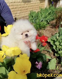 Pomeranian Boo Safkan Teddy Bear Yavrularımız 4