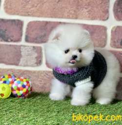 Pomeranian Boo Safkan Teddy Bear Yavrularımız 4