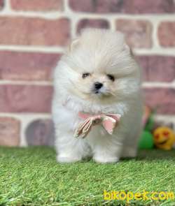 Pomeranian Boo Safkan Teddy Bear Yavrularımız 2