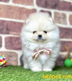 Pomeranian Boo Safkan Teddy Bear Yavrularımız 3