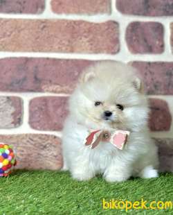 Pomeranian Boo Safkan Teddy Bear Yavrularımız 1