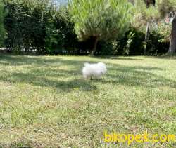 Pomeranian Boo Safkan Yavrular 4