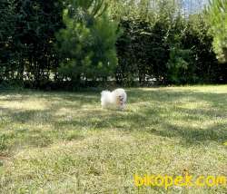 Pomeranian Boo Safkan Yavrular 3