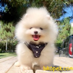 Pomeranian Boo Safkan Yavrularımız 1
