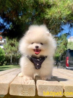 Pomeranian Boo Safkan Yavrularımız 3