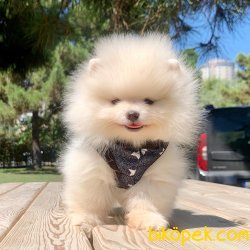 Pomeranian Boo Safkan Yavrularımız 4