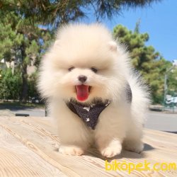 Pomeranian Boo Safkan Yavrularımız 2