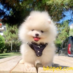 Pomeranian Boo Safkan Yavrularımız 5