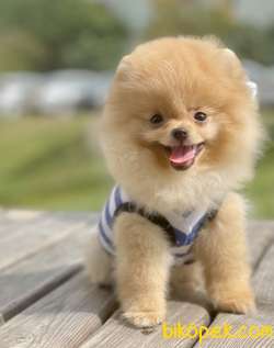 Pomeranian Boo Safkan Yavrularımız 2