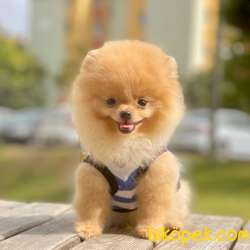 Pomeranian Boo Safkan Yavrularımız 1