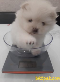Pomeranian Boo Safkan Yavrularımız Oyuncak Surat 2