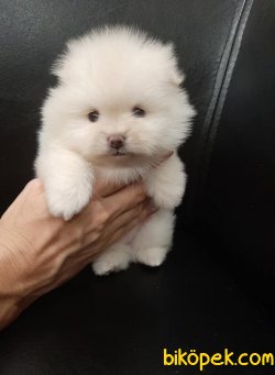 Pomeranian Boo Safkan Yavrularımız Oyuncak Surat 3