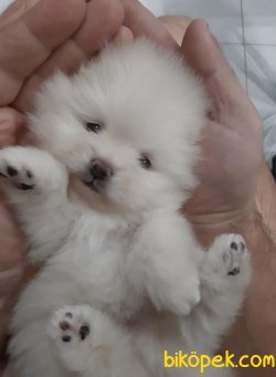 Pomeranian Boo Safkan Yavrularımız Oyuncak Surat 1
