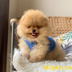 Pomeranian Boo   Secereli Anne Baba Safkan Ayicik Tip Yavrular 1