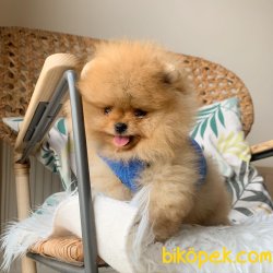 Pomeranian Boo   Secereli Anne Baba Safkan Ayicik Tip Yavrular 3