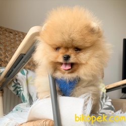 Pomeranian Boo   Secereli Anne Baba Safkan Ayicik Tip Yavrular 4