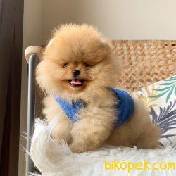 Pomeranian Boo   Secereli Anne Baba Safkan Ayicik Tip Yavrular 2