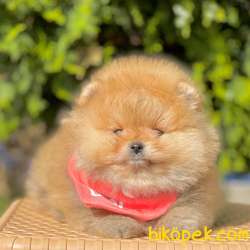Pomeranian Boo Secereli Ayı Surat Yavrularımız 2