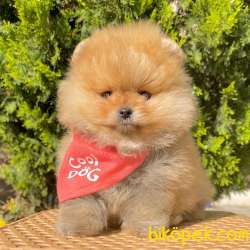 Pomeranian Boo Secereli Ayı Surat Yavrularımız 1