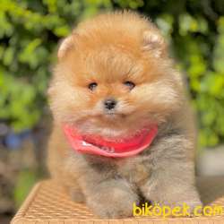 Pomeranian Boo Secereli Ayı Surat Yavrularımız 3