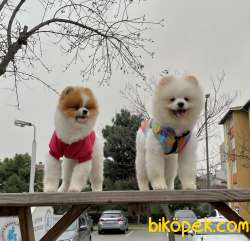 Pomeranian Boo Secereli Ayiciklar Asilari Tam Eğitimli Safkan 3