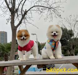Pomeranian Boo Secereli Ayiciklar Asilari Tam Eğitimli Safkan 1