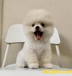 Pomeranian Boo Secereli Safkan Ayicik Tip Yavrular 2