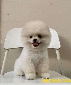 Pomeranian Boo Secereli Safkan Ayicik Tip Yavrular 1