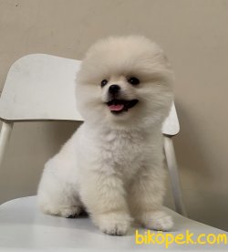 Pomeranian Boo Secereli Safkan Ayicik Tip Yavrular 4