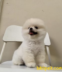 Pomeranian Boo Secereli Safkan Ayicik Tip Yavrular 3
