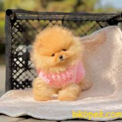 Pomeranian Boo Secereli Safkan Ayicik Tip Yavrularım 1