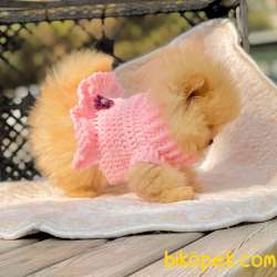 Pomeranian Boo Secereli Safkan Ayicik Tip Yavrularım 4