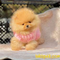 Pomeranian Boo Secereli Safkan Ayicik Tip Yavrularım 5