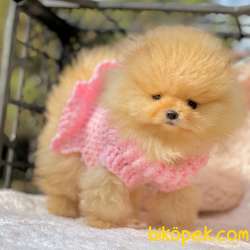 Pomeranian Boo Secereli Safkan Ayicik Tip Yavrularım 2