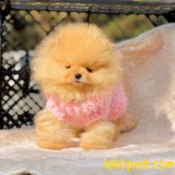 Pomeranian Boo Secereli Safkan Ayicik Tip Yavrularım 3