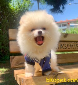 Pomeranian Boo Sevimli Mini Boy Yavrular 2