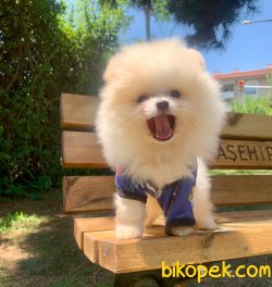 Pomeranian Boo Sevimli Mini Boy Yavrular 4