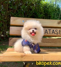 Pomeranian Boo Sevimli Mini Boy Yavrular 3