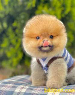 Pomeranian Boo Sevimli Mini Boy Yavrular 4