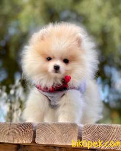 Pomeranian Boo Sevimli Mini Boy Yavrular 3
