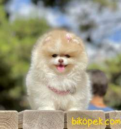 Pomeranian Boo Show Kalite Disi Yavrumuz 3