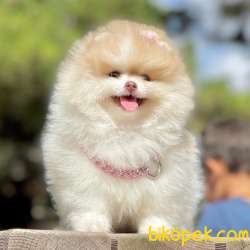 Pomeranian Boo Show Kalite Disi Yavrumuz 1