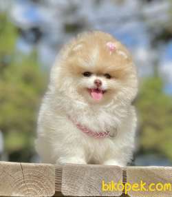 Pomeranian Boo Show Kalite Disi Yavrumuz 4