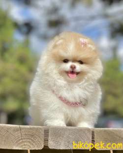 Pomeranian Boo Show Kalite Disi Yavrumuz 5