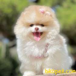 Pomeranian Boo Show Kalite Disi Yavrumuz 2