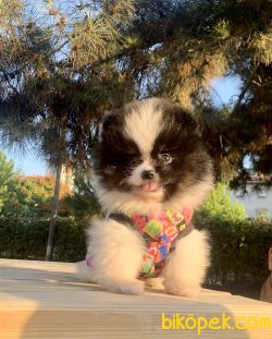 Pomeranian Boo Siyah Beyaz Teacup Yavrumuz 3