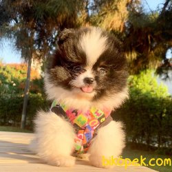 Pomeranian Boo Siyah Beyaz Teacup Yavrumuz 2