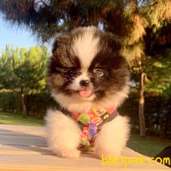 Pomeranian Boo Siyah Beyaz Teacup Yavrumuz 1