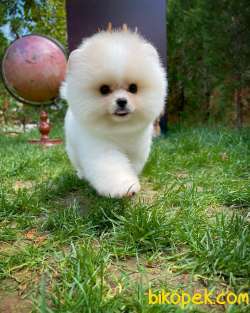 Pomeranian Boo Surat 3