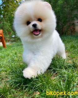 Pomeranian Boo Surat 1